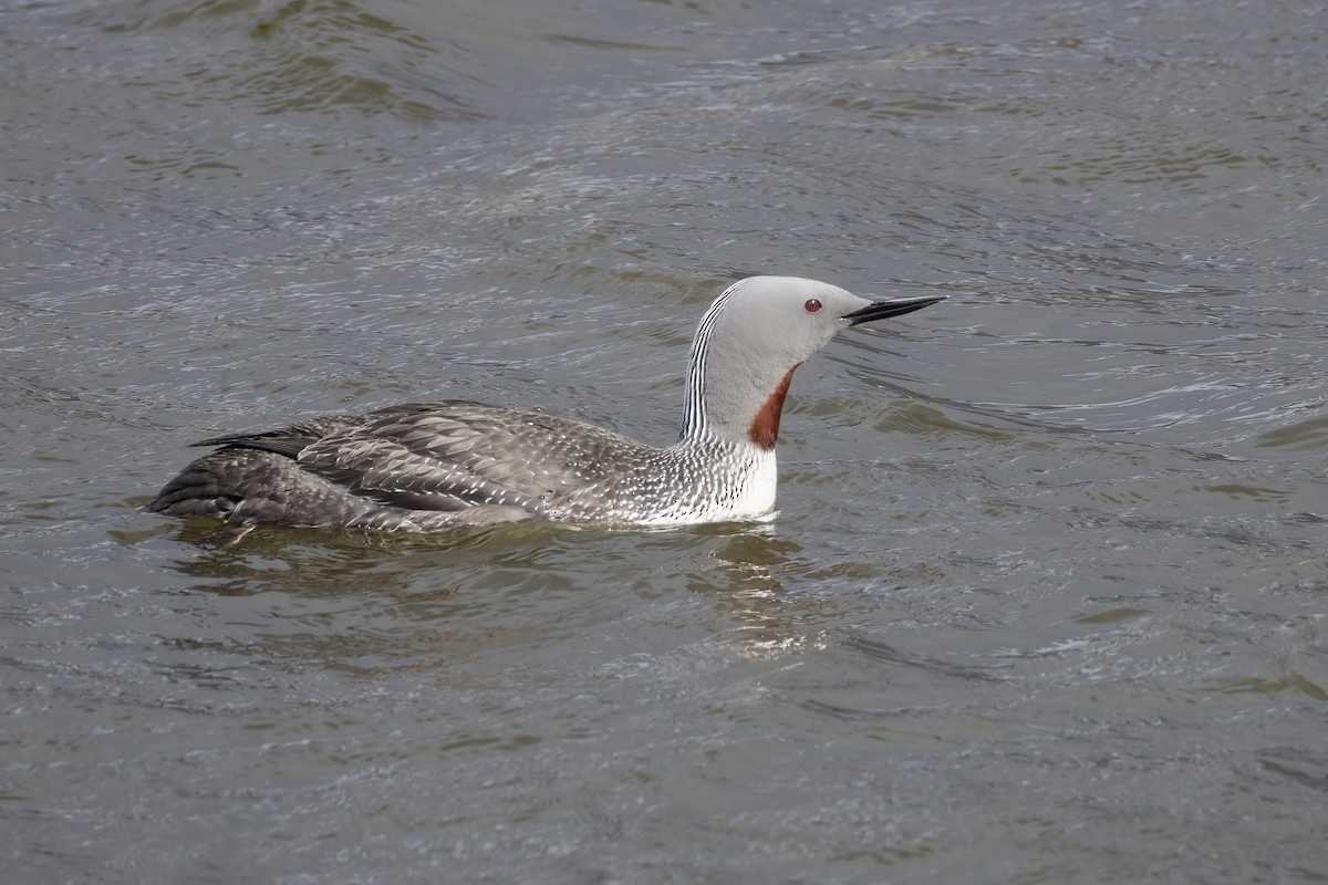 Plongeon catmarin - ML646197113
