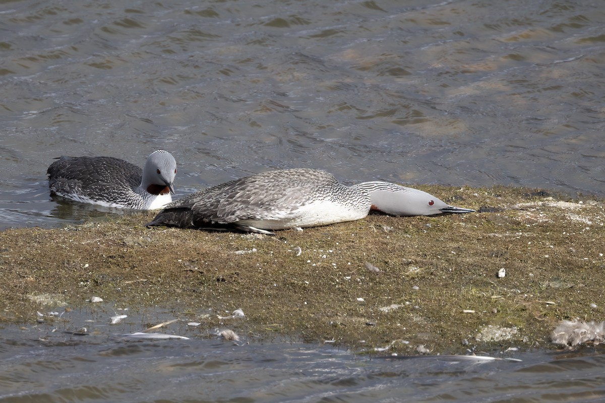 Plongeon catmarin - ML646197114