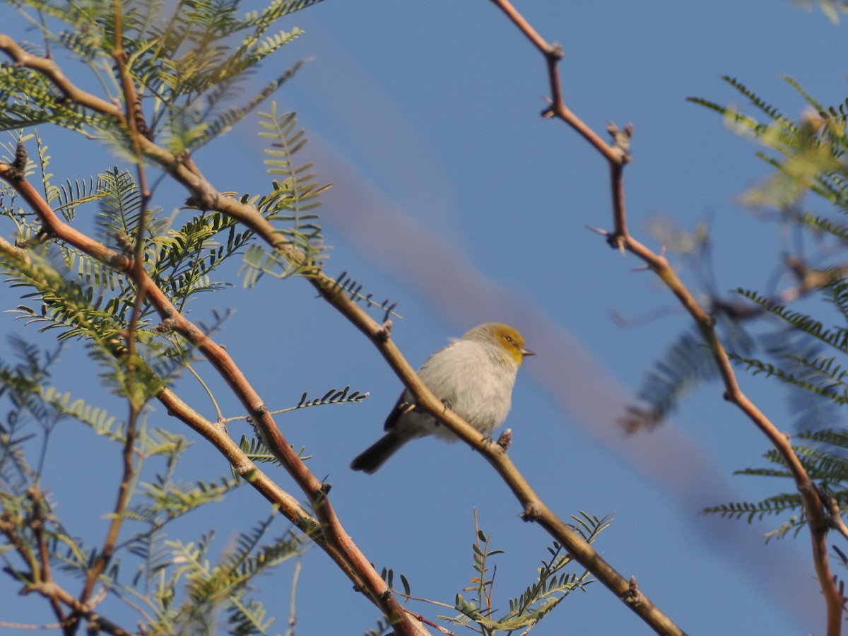 Verdin - ML646197115