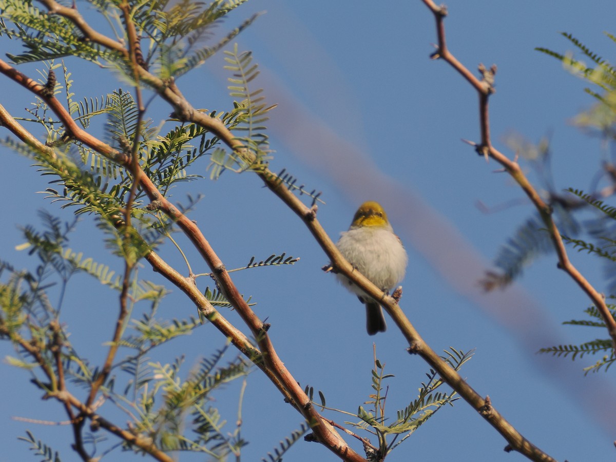 Verdin - ML646197116