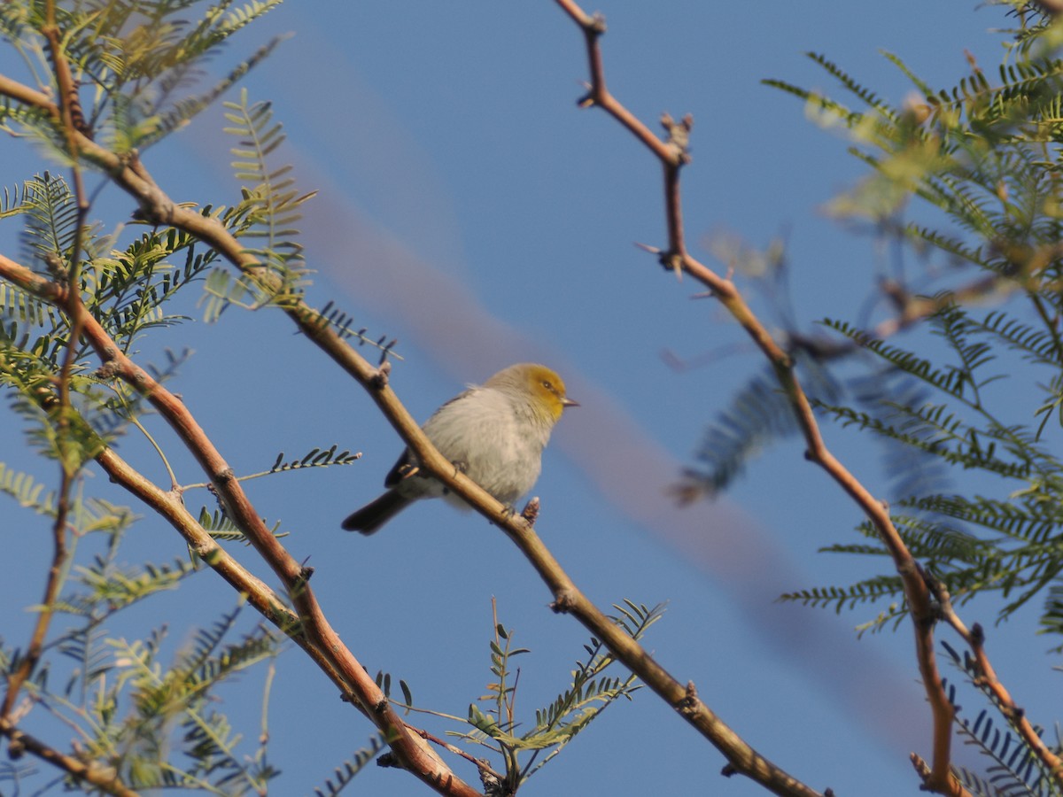 Verdin - ML646197117