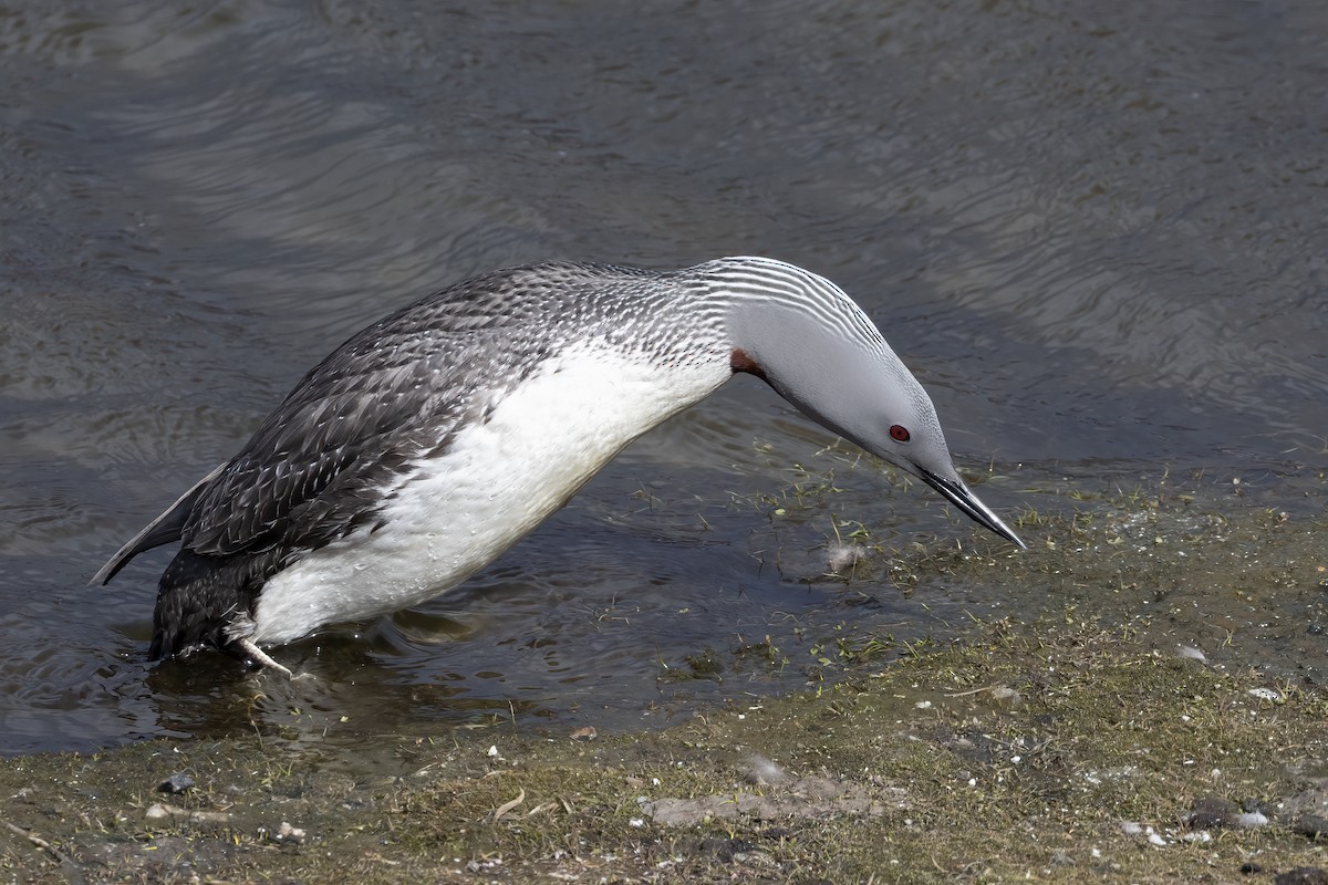 Plongeon catmarin - ML646197118