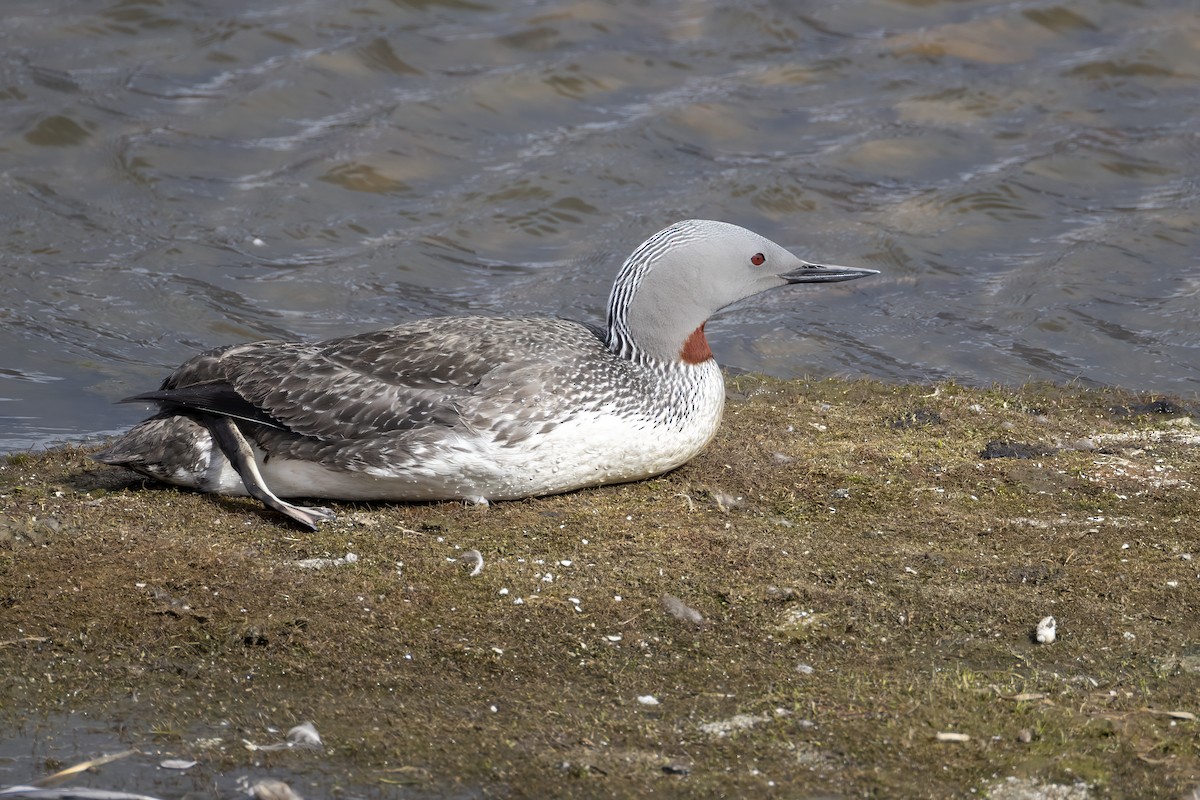 Plongeon catmarin - ML646197119