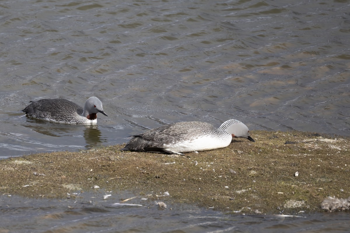 Plongeon catmarin - ML646197120