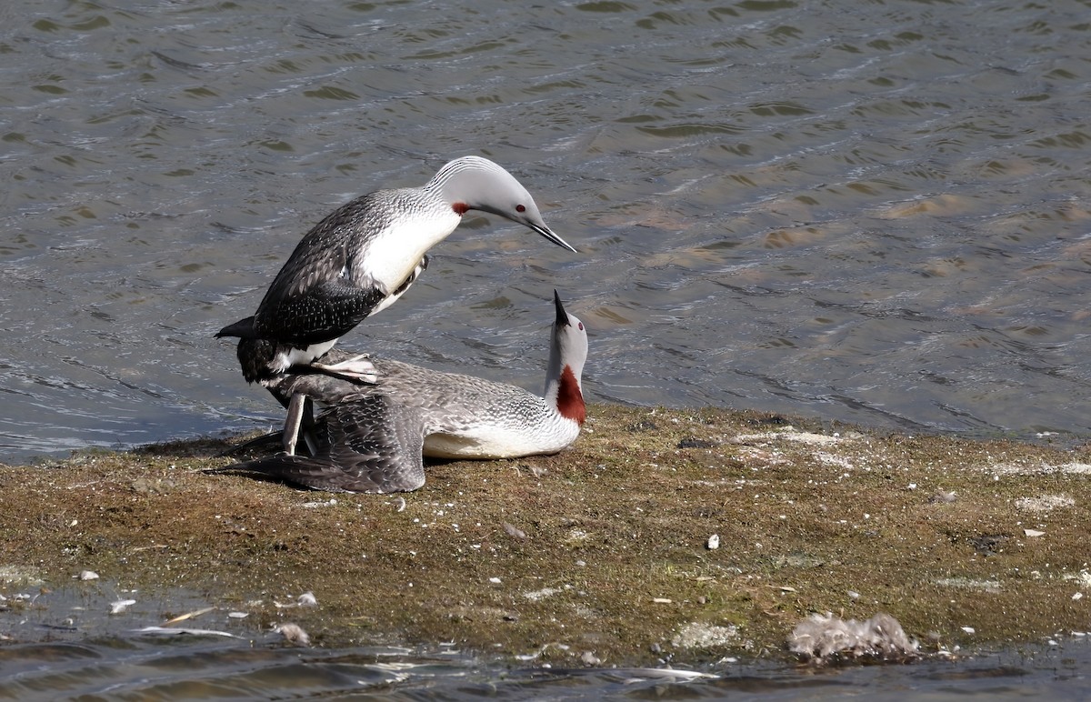 Plongeon catmarin - ML646197121