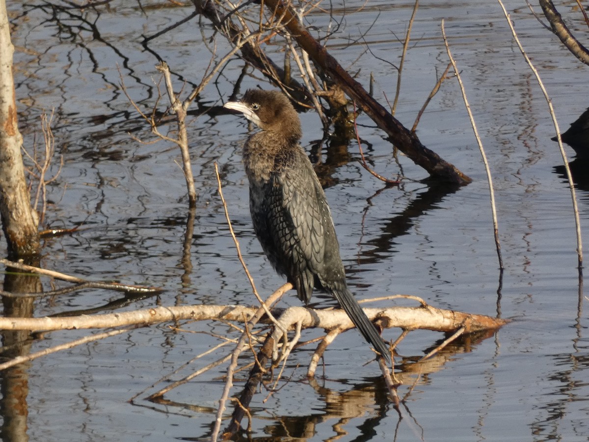 Ubarroi txikia - ML646197124