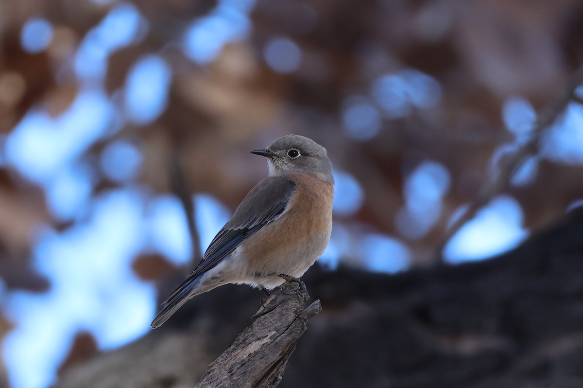 Western Bluebird - ML646197125
