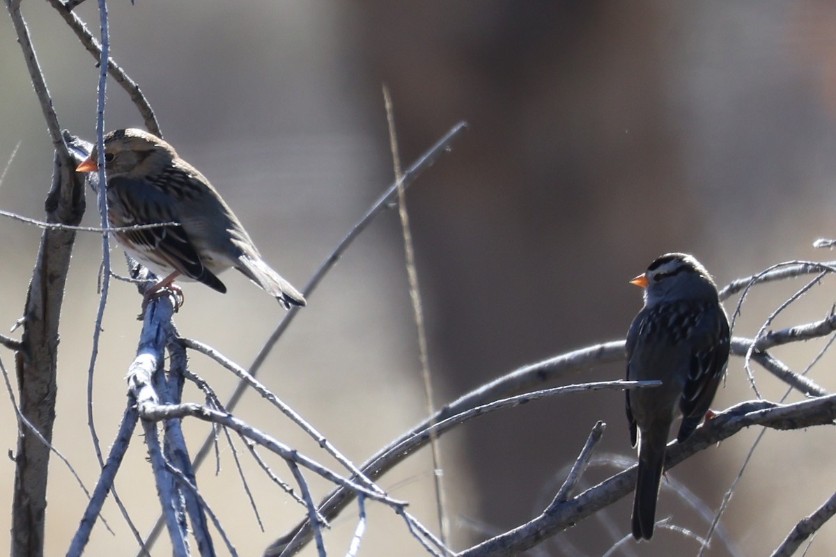 Harris's Sparrow - ML646197127