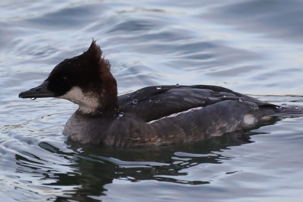 מרגון גמדי - ML646197128