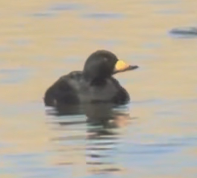 Black Scoter - ML646197138