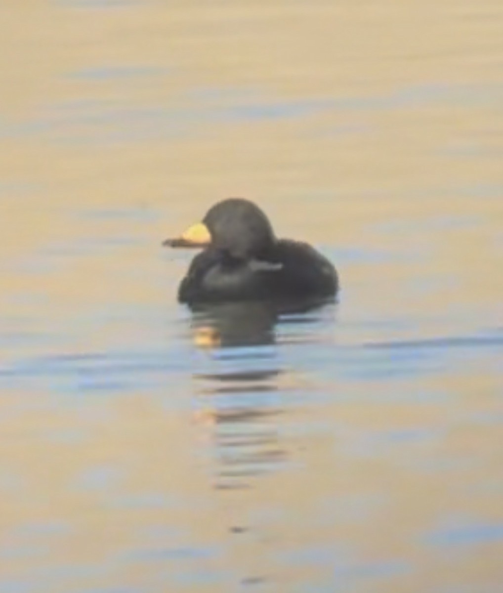 Black Scoter - ML646197139