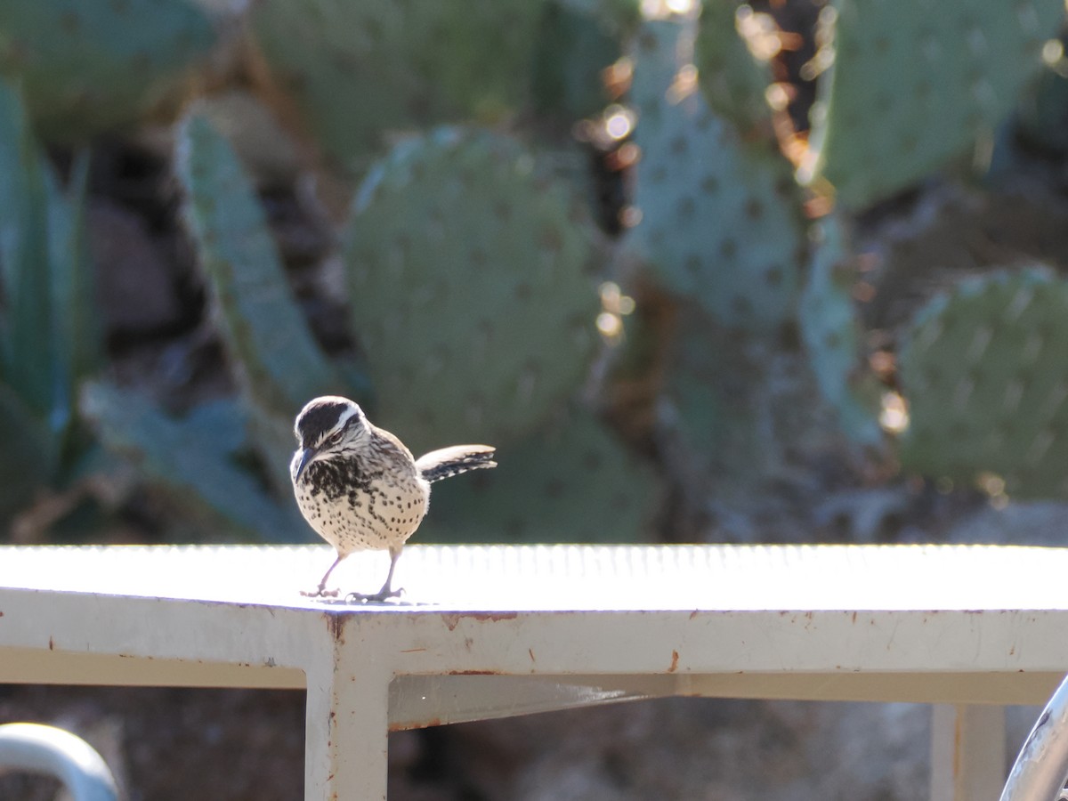 Cactus Wren - ML646197149