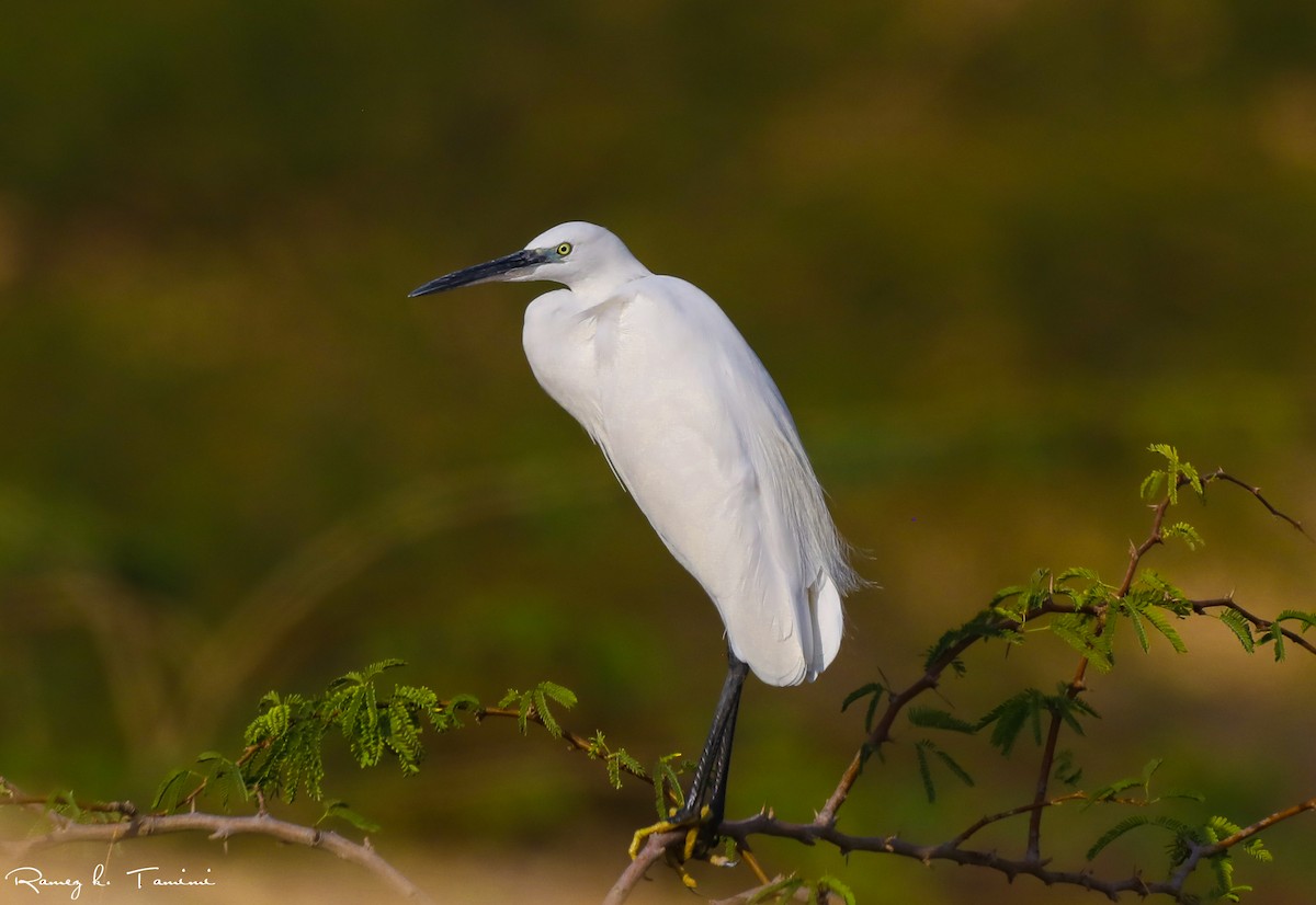 Little Egret - ML646197153