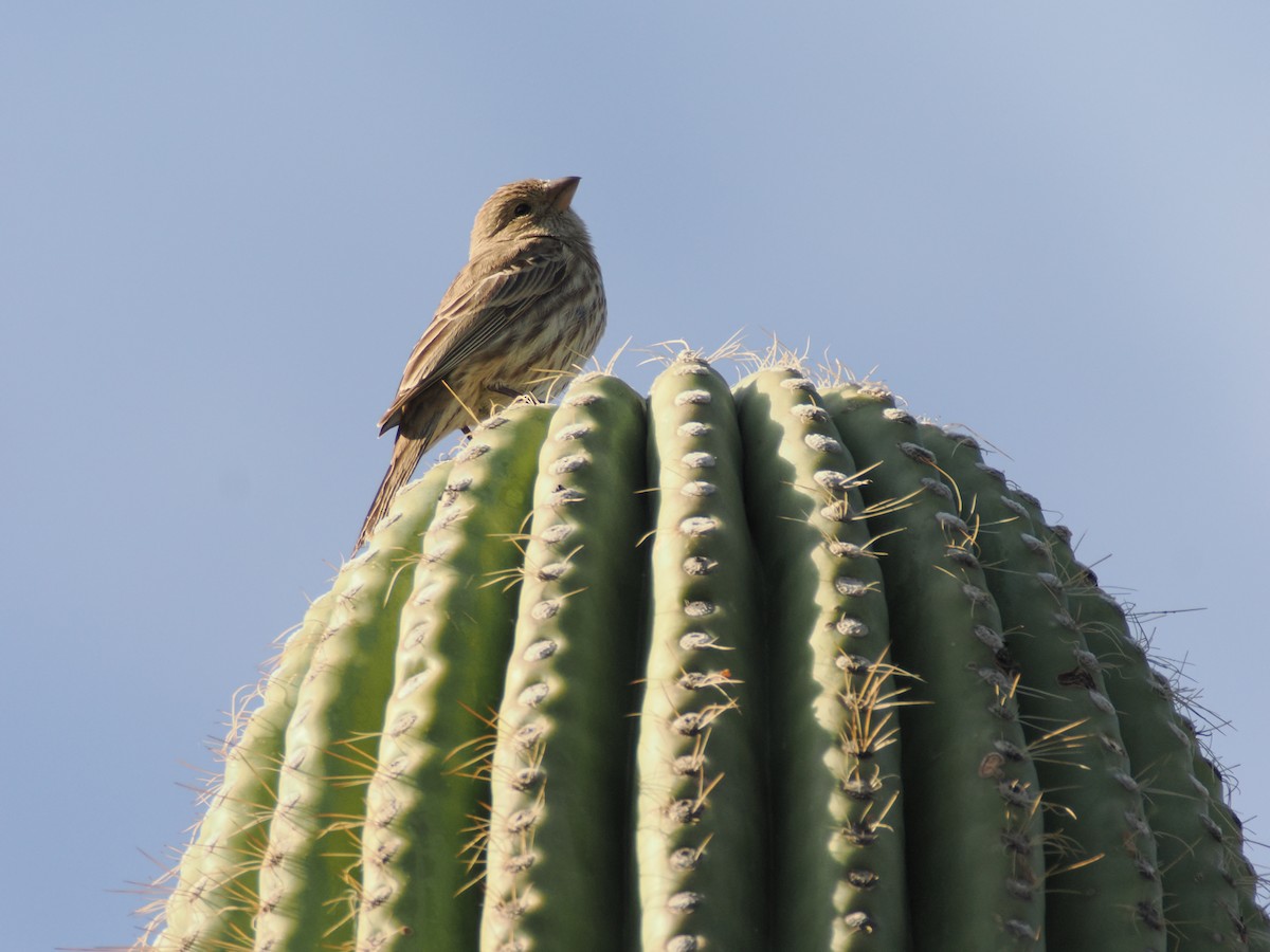 House Finch - ML646197157