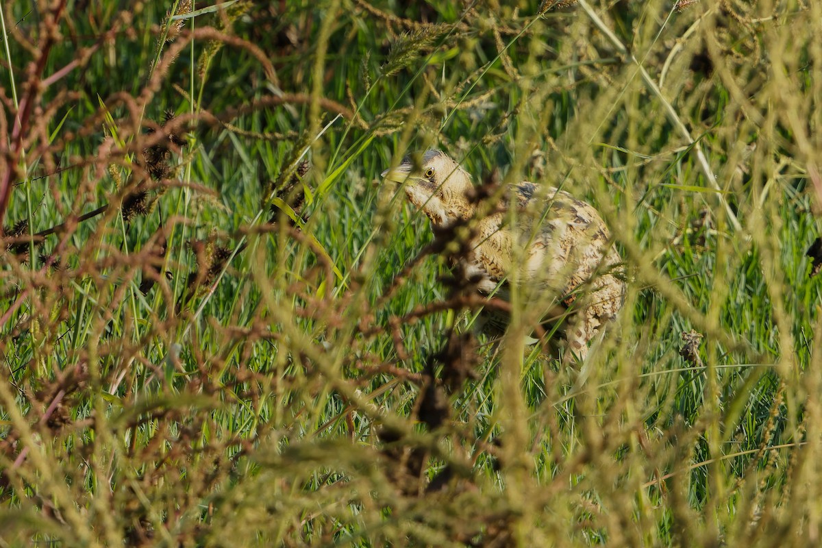 Eurasian Bittern - ML646197159