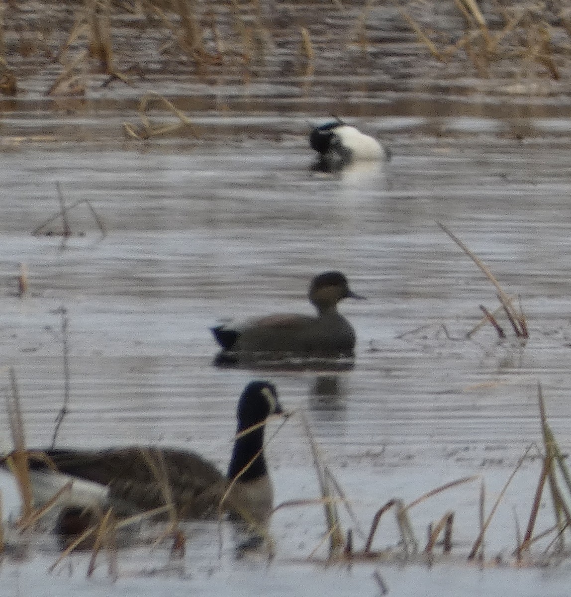 Ipar-ahatea - ML646197160