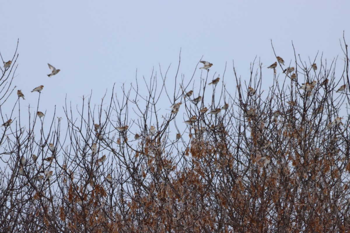 雪鵐 - ML646197161