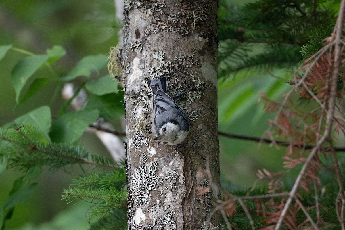 brhlík běloprsý (ssp. carolinensis) - ML646197163