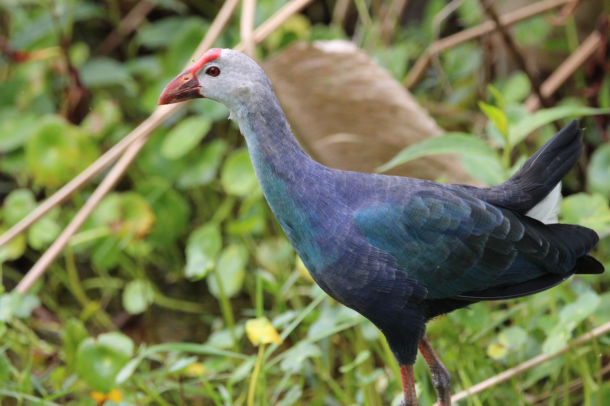 Uroilo urdin burugrisa - ML646197170