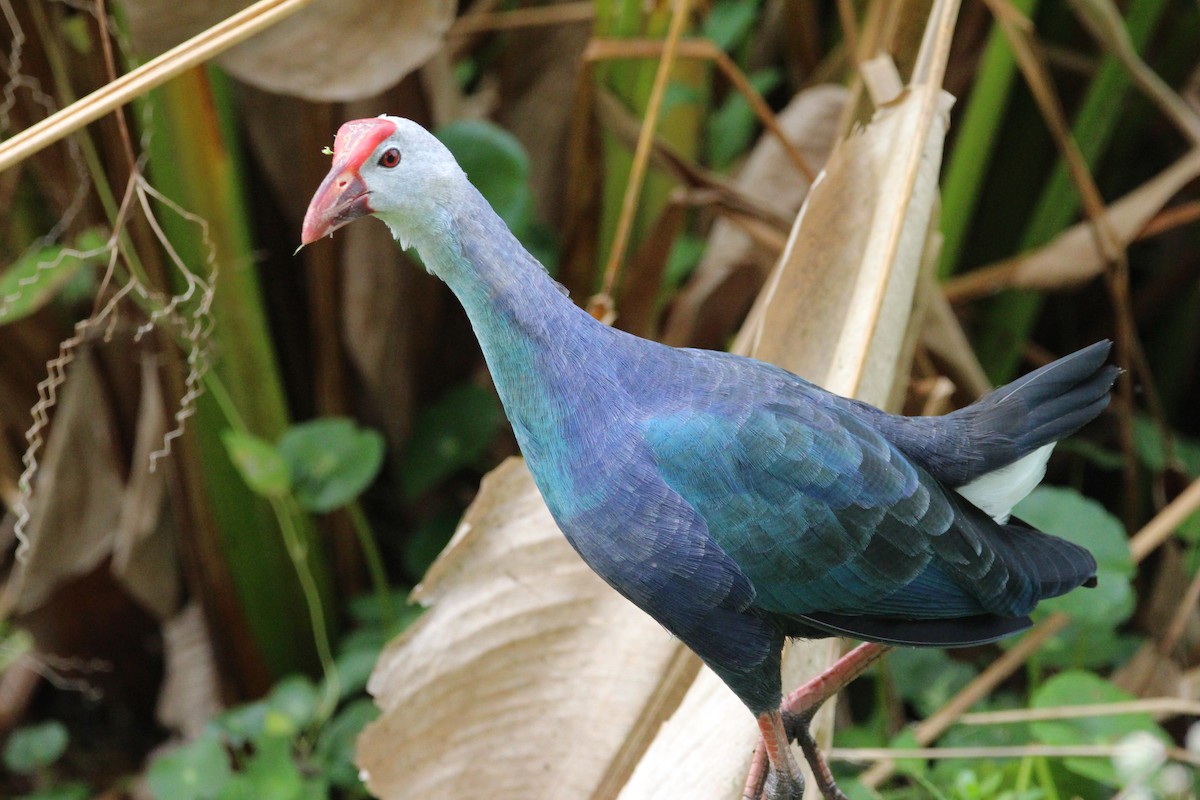 Uroilo urdin burugrisa - ML646197171