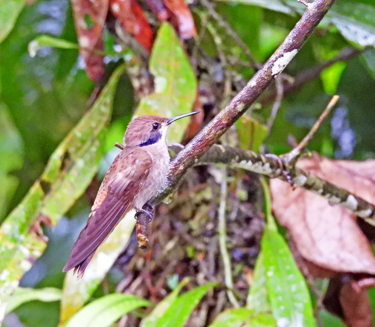 Brown Violetear - ML646197174