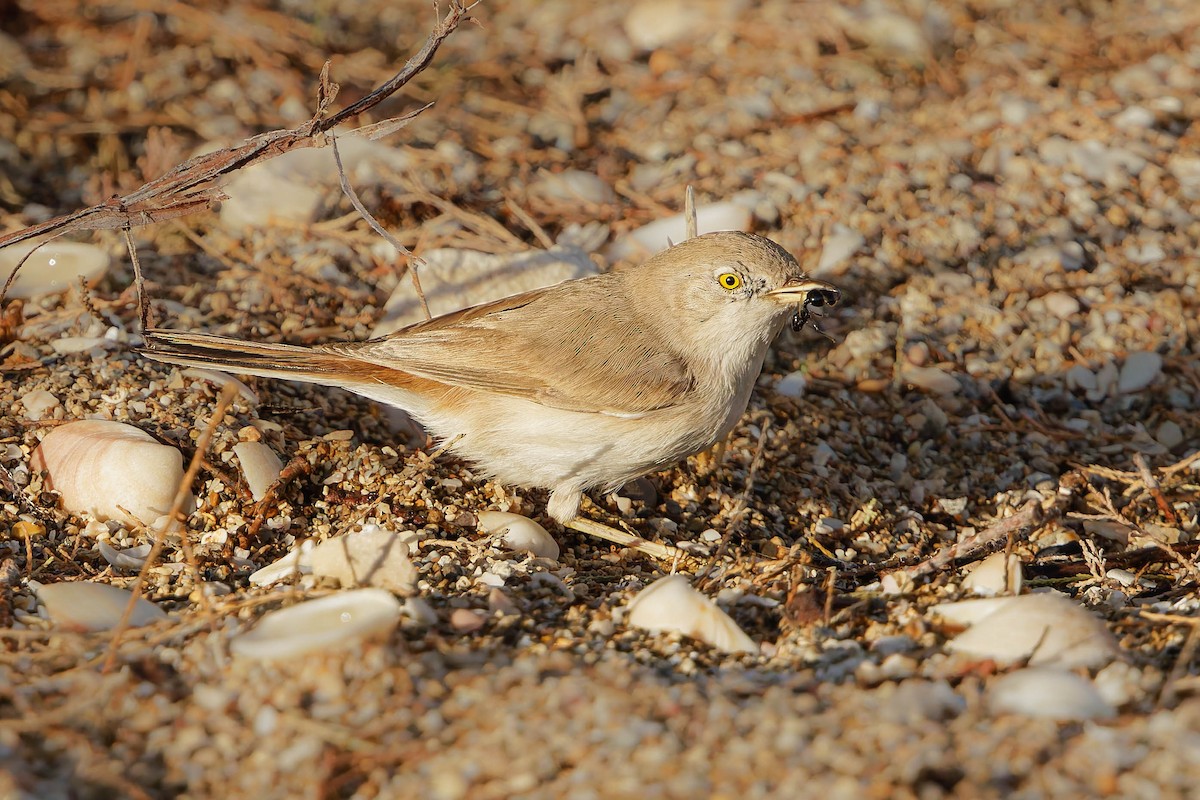 Asian Desert Warbler - ML646197175