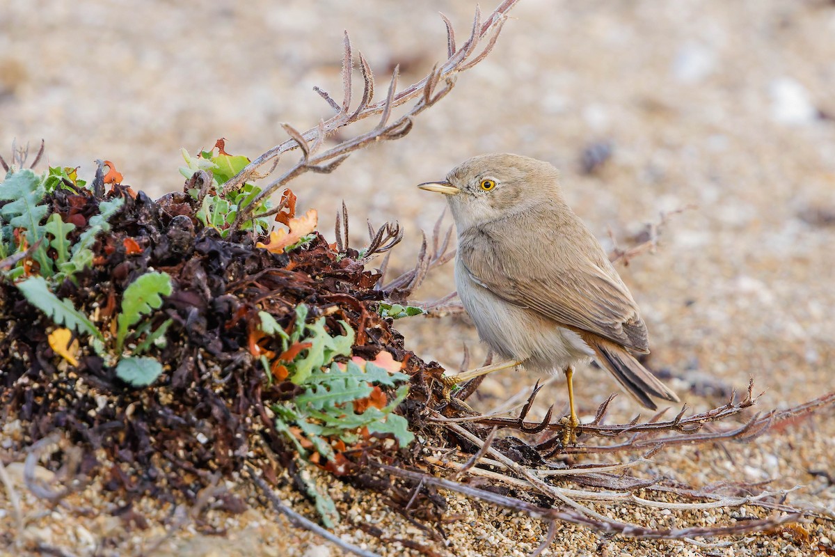 Asian Desert Warbler - ML646197177