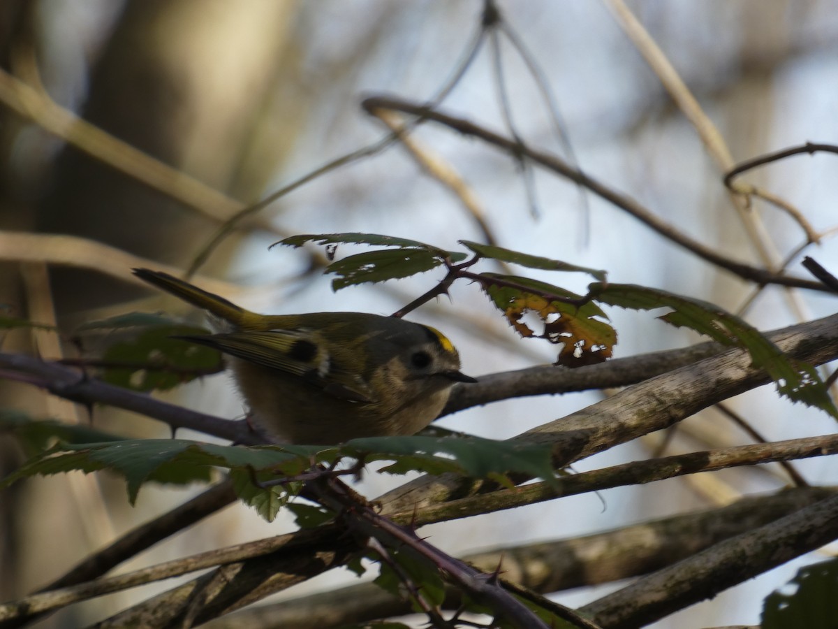 Goldcrest - ML646197180