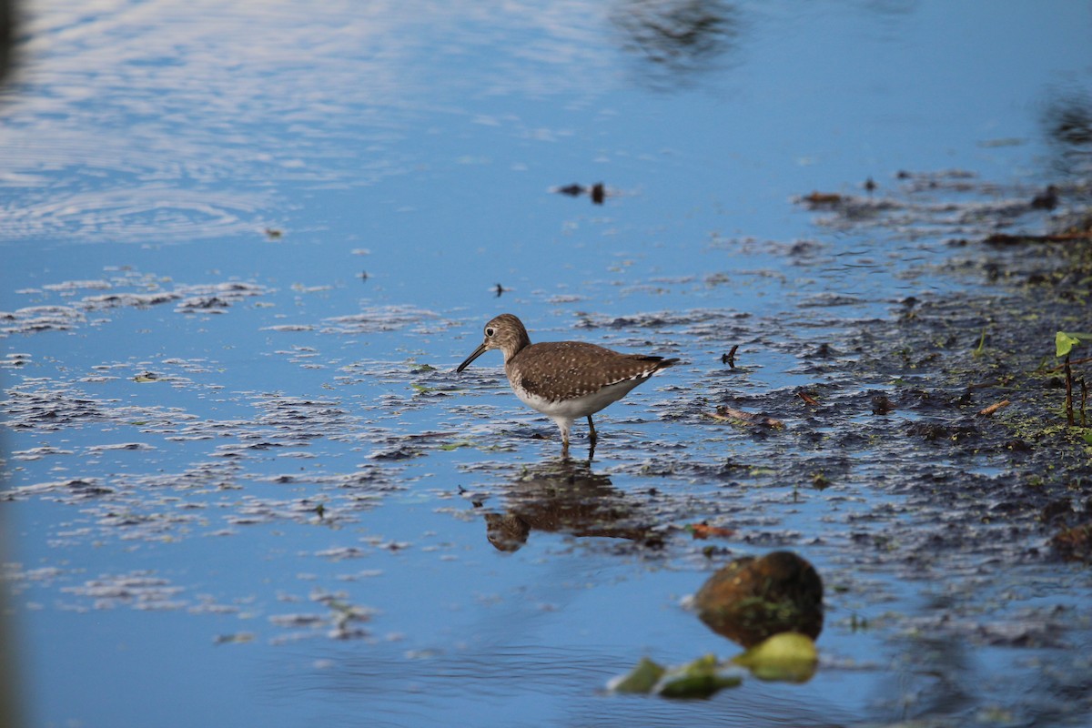 Solitary Sandpiper - ML646197181