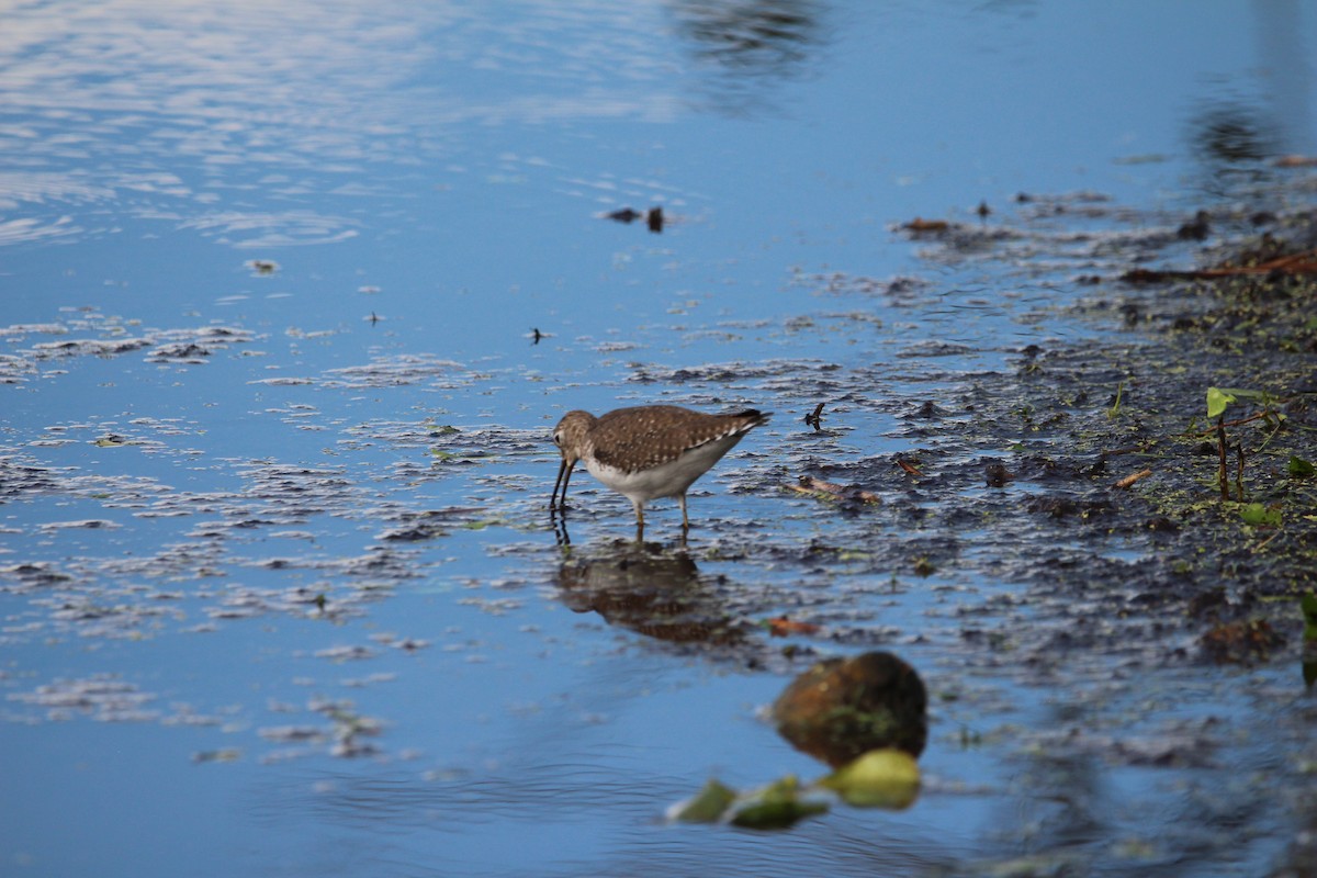 Solitary Sandpiper - ML646197182
