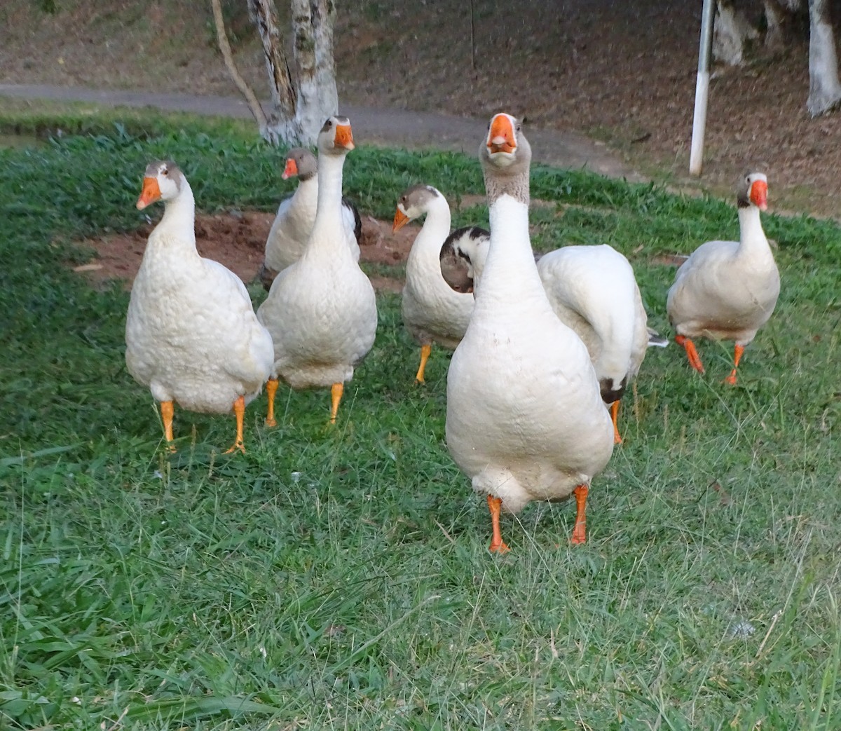 Ánsar Cisnal (variedad doméstica) - ML646197183