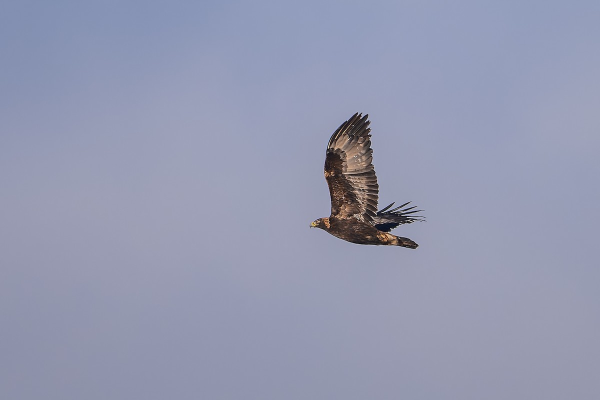 Golden Eagle - ML646197186
