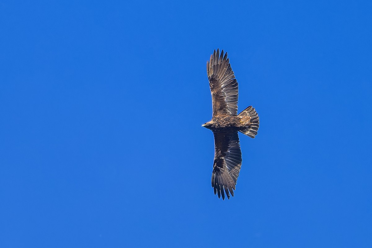 Golden Eagle - ML646197187