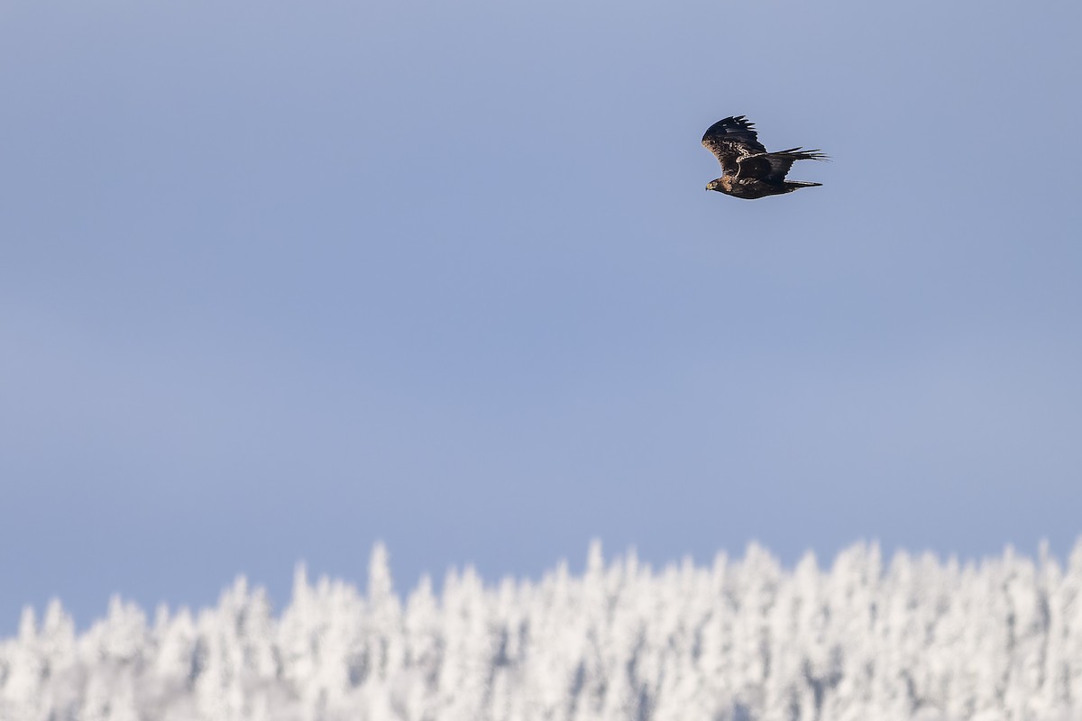 Golden Eagle - ML646197188