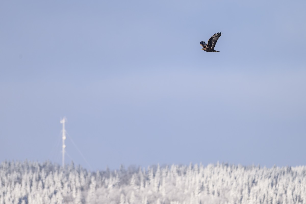 Golden Eagle - ML646197189