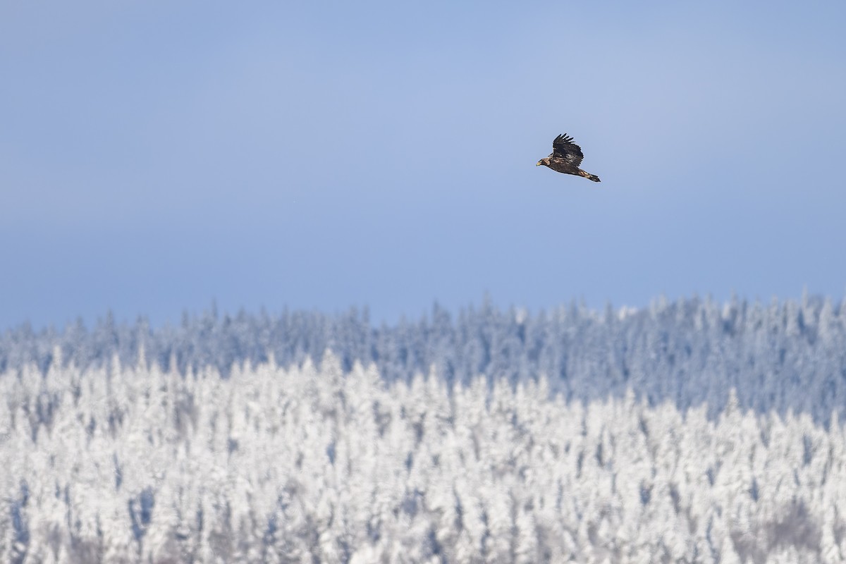 Golden Eagle - ML646197190