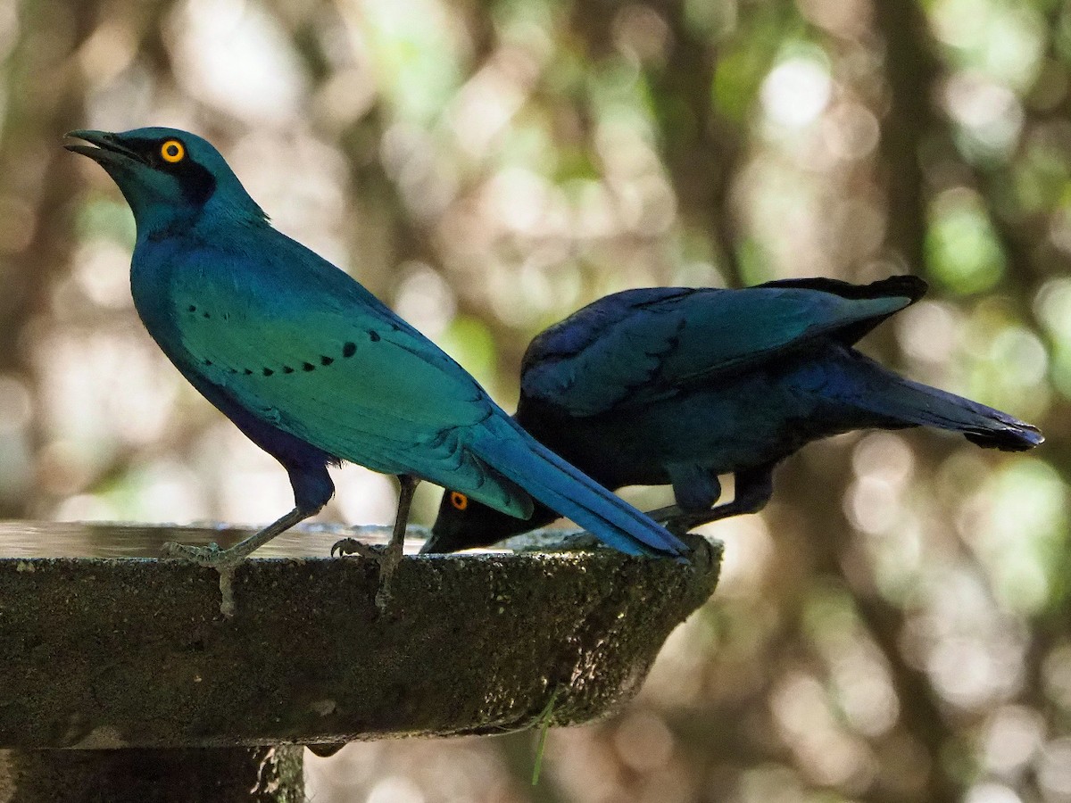 Greater Blue-eared Starling - ML646197202