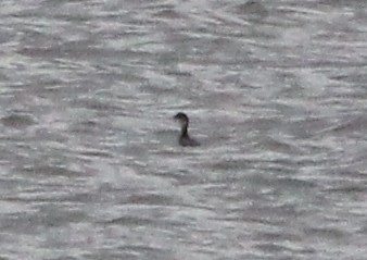 potápka černokrká - ML646197204