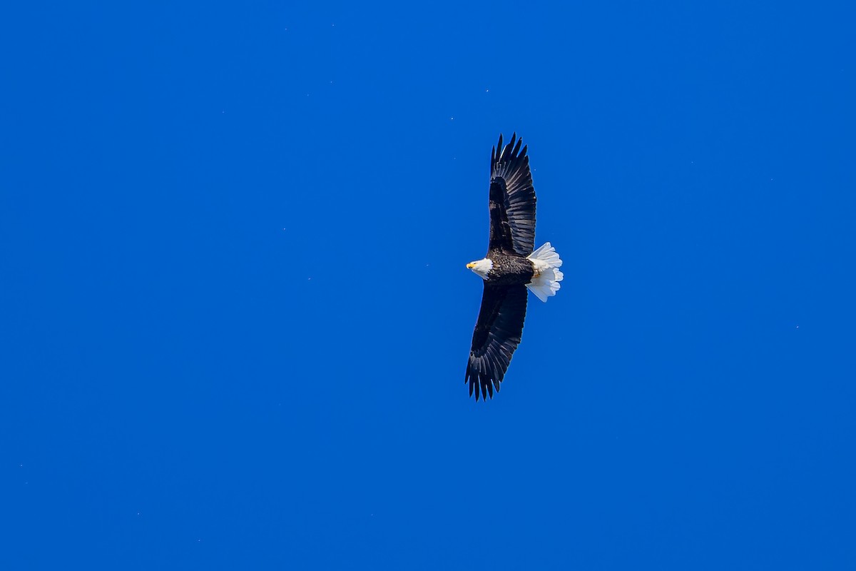 Bald Eagle - ML646197205