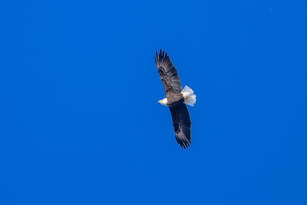 Bald Eagle - ML646197206