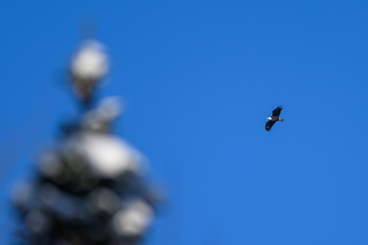 Bald Eagle - ML646197207