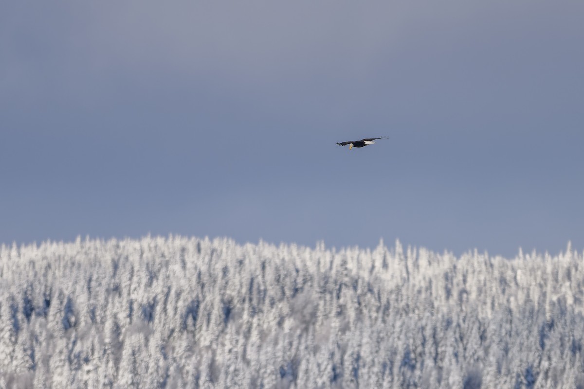 Bald Eagle - ML646197208