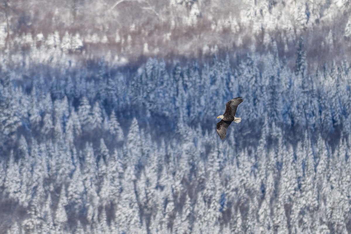 Bald Eagle - ML646197209