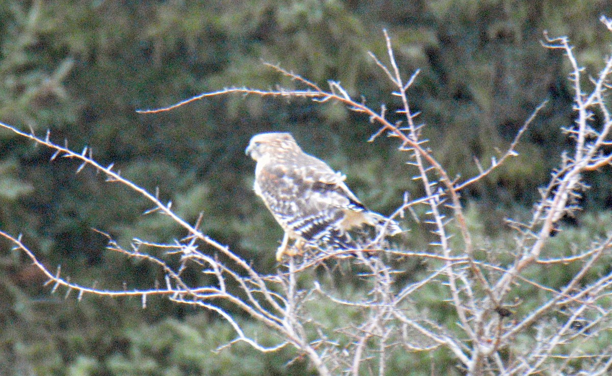 Red-shouldered Hawk - ML646197211