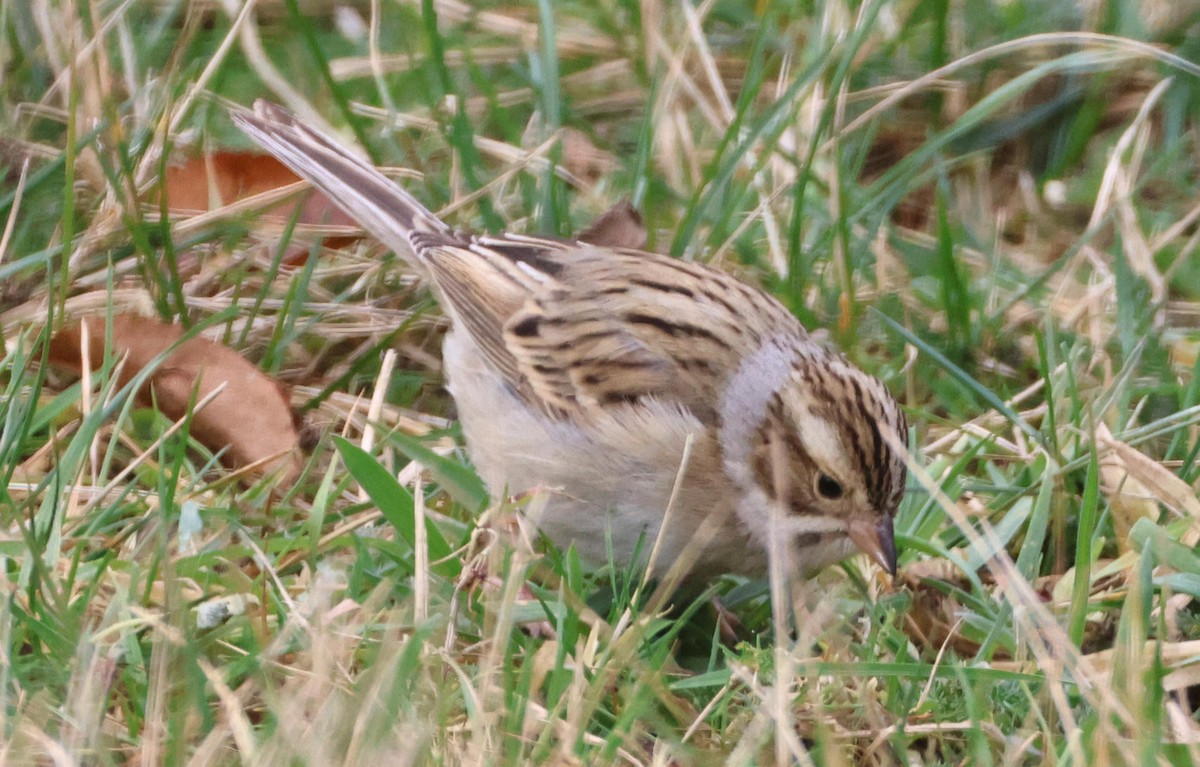 Clay-colored Sparrow - ML646197214