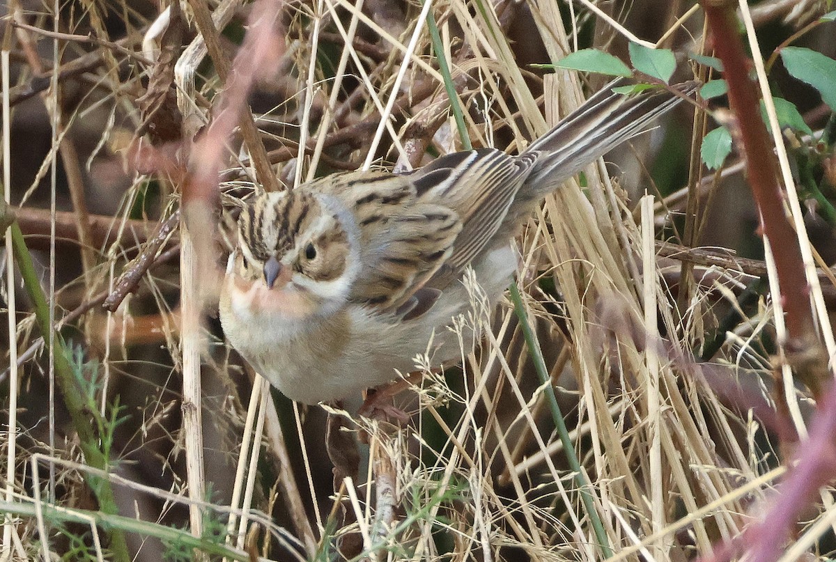 Clay-colored Sparrow - ML646197215