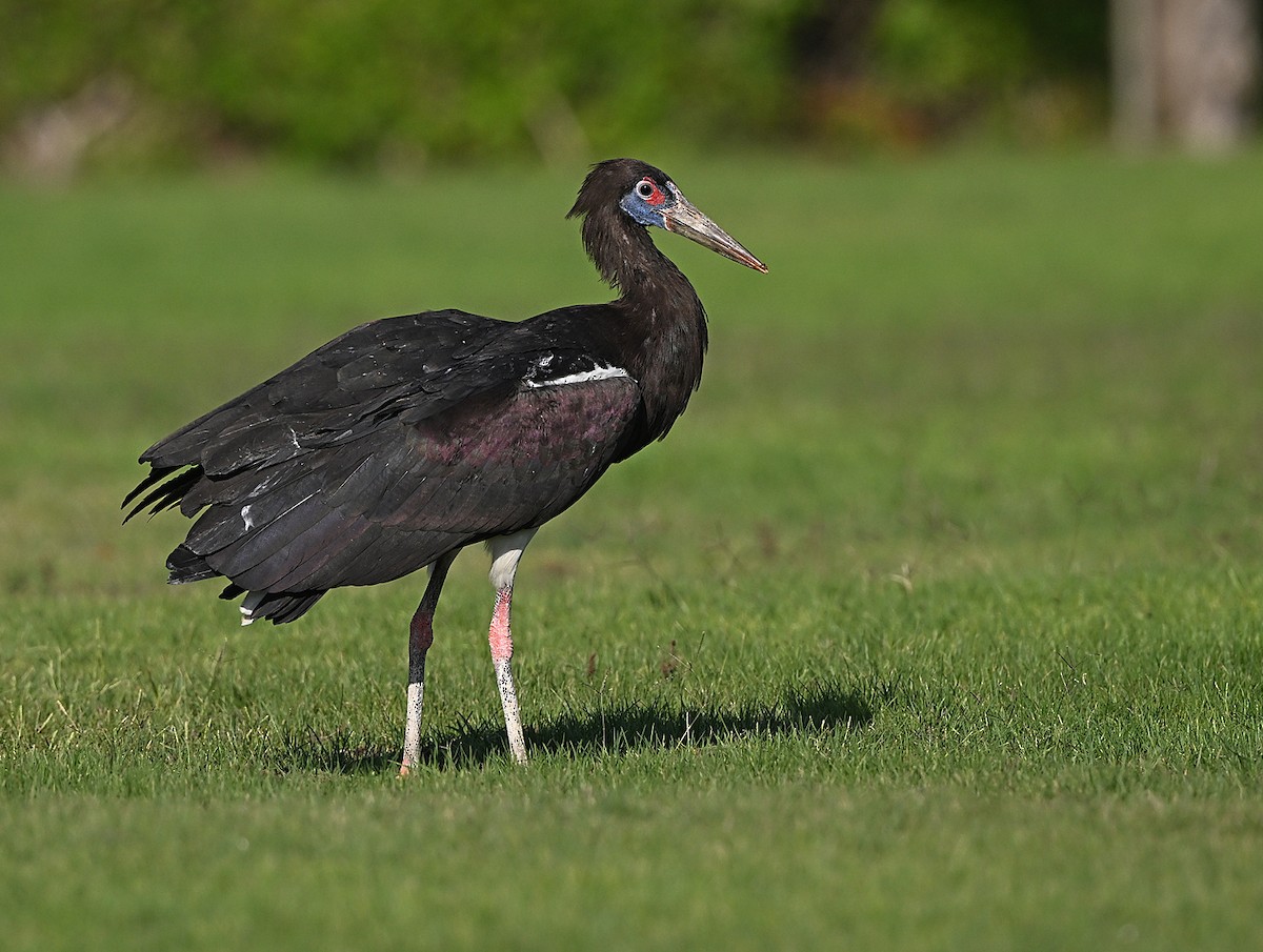 Abdim's Stork - ML646197217
