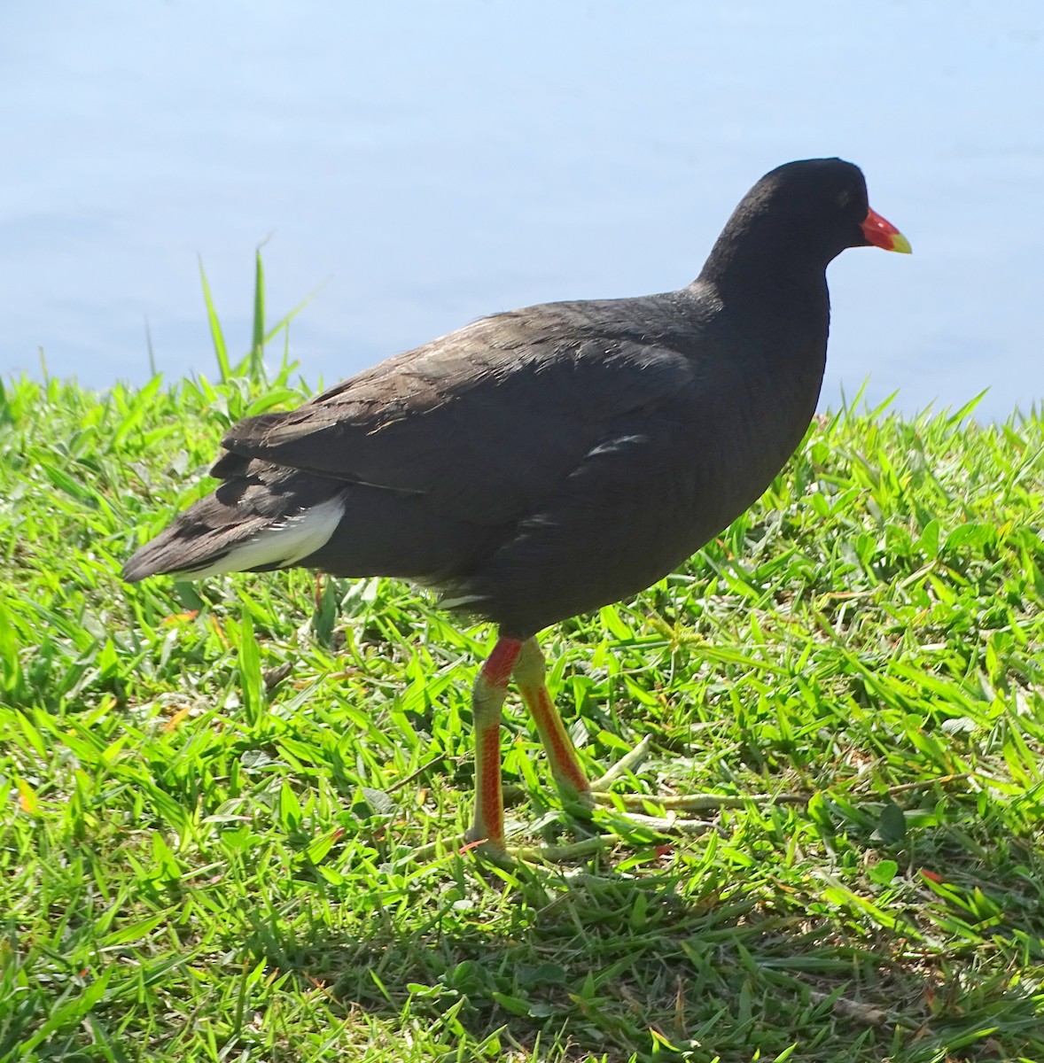 slípka americká - ML646197218