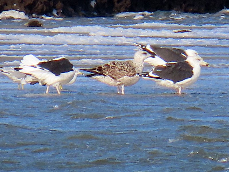 Büyük Kara Sırtlı Martı - ML646197219