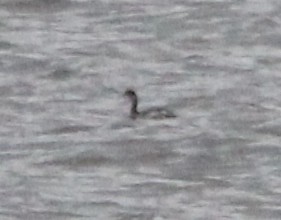 potápka černokrká - ML646197220